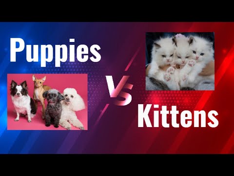 Puppies vs Kittens||puppies playing||kittens playing||puppies vedios #Animals World