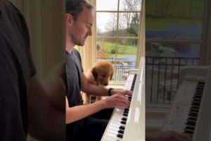 Puppy Loves the Piano!