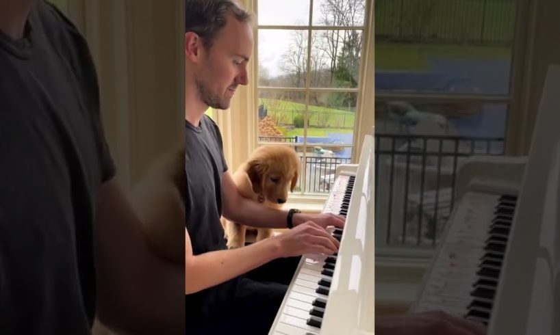 Puppy Loves the Piano!