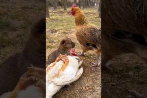 😺🐶Puppy Playing with chicken | Funniest Animals 😂 Funny Cats and Dogs 2023 😺🐶 #shorts #funnypetsarmy