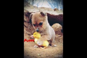 Puppy playing with duck #shorts #youtubeshorts #puppy #duck #ytshorts #pets