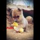 Puppy playing with duck #shorts #youtubeshorts #puppy #duck #ytshorts #pets