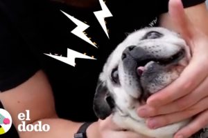 Quiropráctico de animales trabaja con animales salvajes | Dodo Héroes | El Dodo