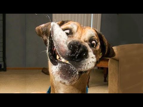 Quyết NguyễnTry Not To Laugh Dogs And Cats 😁 - Best Funniest Animals Video 2023