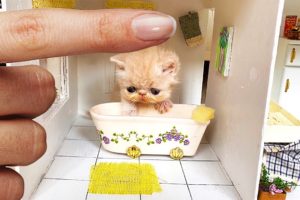 RESCUE the Smallest KITTEN in the World !! And building a NEW HOUSE for CAT