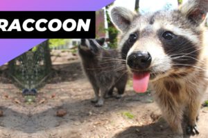 Raccoon 🦝 A Unique Animal To Have As A Pet #shorts