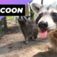 Raccoon 🦝 A Unique Animal To Have As A Pet #shorts
