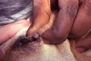 Removing Monster Mango worms From Helpless Dog! Animal Rescue Video 2022 #82