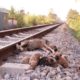 Rescue 6 poor puppies on the train tracks when their mother is no more