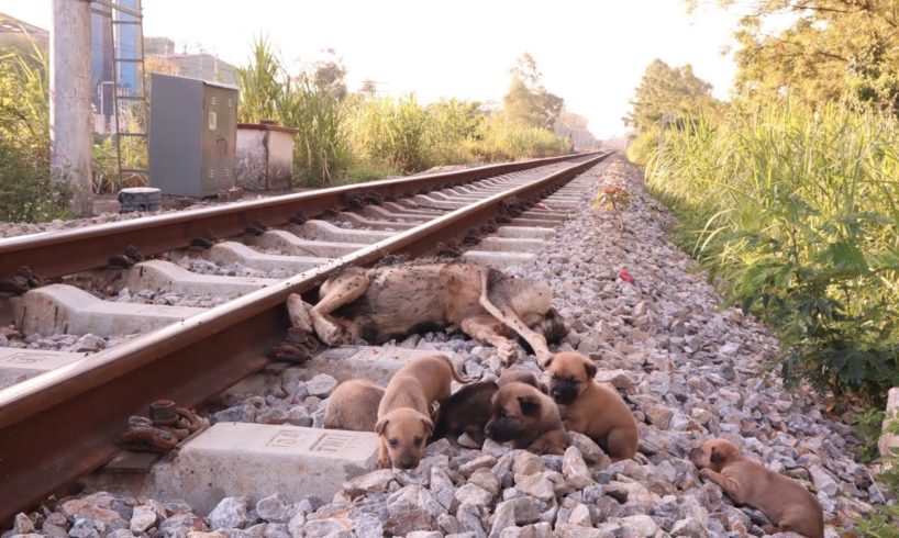 Rescue 6 poor puppies on the train tracks when their mother is no more