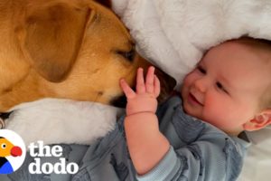 Rescue Dog Helps Her Toddler Brother Take His First Steps | The Dodo