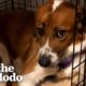 Rescue Dog Stayed in Her Crate For Five Days Until She Realized She Was Home | The Dodo