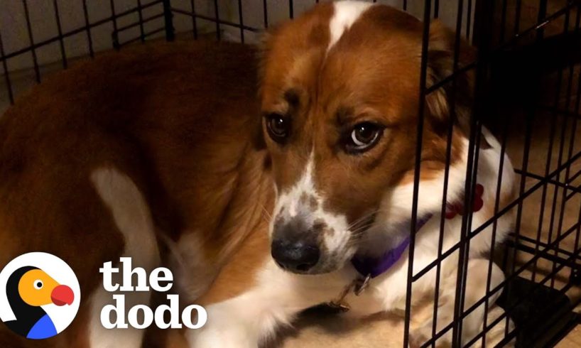 Rescue Dog Stayed in Her Crate For Five Days Until She Realized She Was Home | The Dodo