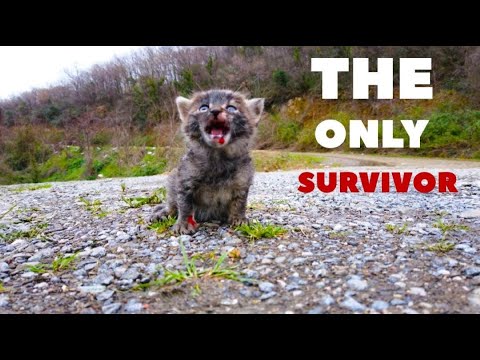 Rescue kitten from a dog attack at the last moment