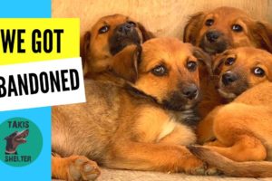 Rescue of Abandoned Puppies Found Alone and Scared on a Mountain Trail - Takis Shelter