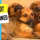 Rescue of Abandoned Puppies Found Alone and Scared on a Mountain Trail - Takis Shelter