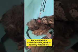 Rescue of an abandoned dog with severely matted fur