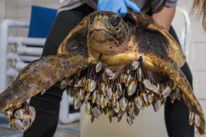 Rescue sea turtles remove barnacles from seaturtles | SeaTurtle entangled in ghost net rescued P.9