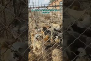 Rescue stray animals, Abandoned dog wants to be rescued, 24