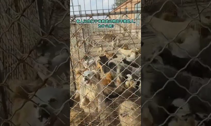Rescue stray animals, Abandoned dog wants to be rescued, 24