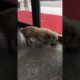 Rescue stray animals, Abandoned dog wants to be rescued, 28