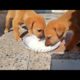 Rescue stray dogs | Eye opening videos on pets | #ytshorts #love #rescuedog