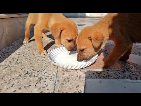Rescue stray dogs | Eye opening videos on pets | #ytshorts #love #rescuedog