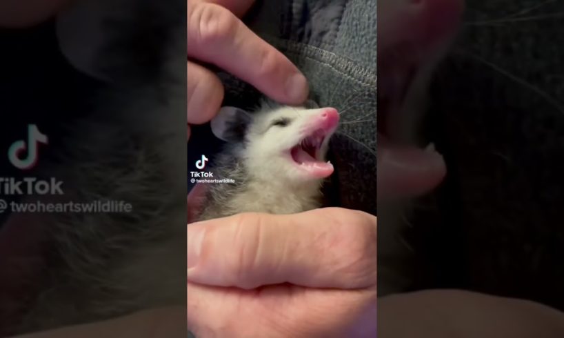 ❤️ Rescued Baby Opossum 🥰 #love #animals #cute #animalsvideo #wildlife #dog #pets #lovesong