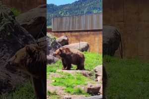 Rescued Grizzly Bear at Montana Grizzly Encounter #shorts