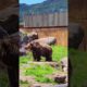 Rescued Grizzly Bear at Montana Grizzly Encounter #shorts