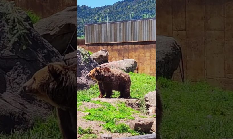 Rescued Grizzly Bear at Montana Grizzly Encounter #shorts