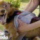 Rescued Three-legged Dog Completely Changes Colors Once He Feels Safe | The Dodo