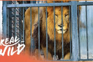 Rescuing A Pride Of Lions From Cruel Romanian Zoo | Wild Animal Rescue | Real Wild