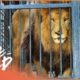 Rescuing A Pride Of Lions From Cruel Romanian Zoo | Wild Animal Rescue | Real Wild
