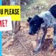 Rescuing a Starving Dog Chained on a Mountain - Takis Shelter