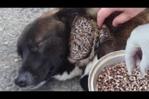 SHT! CAN'T BE REAL! Colossal MONSTER MAGGOTS Removal & Cleaning From Pregnant Dog! Remove MAΝGOWORMS