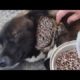 SHT! CAN'T BE REAL! Colossal MONSTER MAGGOTS Removal & Cleaning From Pregnant Dog! Remove MAΝGOWORMS