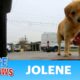 Sad homeless dog rescued right before a major storm hit! 🐶☂️🌩️