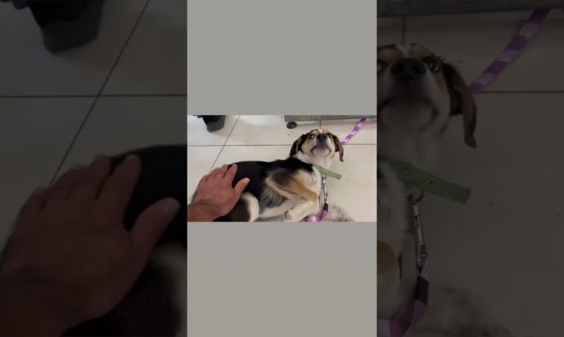 Safe ❤️The poor dog was drowning in a tank and someone - Takis Shelter