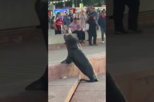 Sea Lion Charges at Crowd of People! #shorts