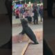 Sea Lion Charges at Crowd of People! #shorts