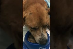 Senior dog abandoned on the street just wants love