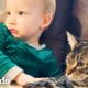 Señora adoptó un gatito para su hijo pequeño... mira lo que pasa después | Cat Crazy | El Dodo