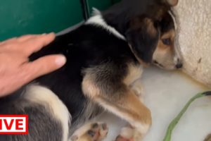 She needs her time ❤️ - Takis Shelter