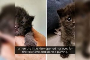 She thought she had rescued a grey kitten  | Animal Facts | Animals | Forest