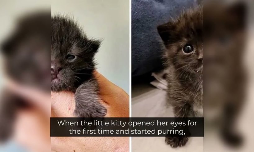 She thought she had rescued a grey kitten | Animal Facts | Animals | Forest