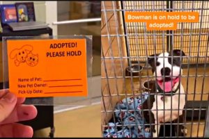 Shelter Dogs Get Adopted - Priceless Moments When Shelter Dogs Realized They Are Being Adopted