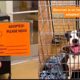 Shelter Dogs Get Adopted - Priceless Moments When Shelter Dogs Realized They Are Being Adopted