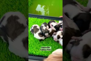 Shihtzu puppies 🐶❤️ Bangalore #shorts #shihtzu #dog #puppy #puppy_sale_near_me #pets #cute #puppies