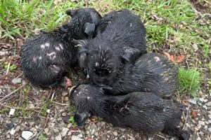 Shivering, soaked little puppies rescued out of the rain - Stray Rescue of St.Louis